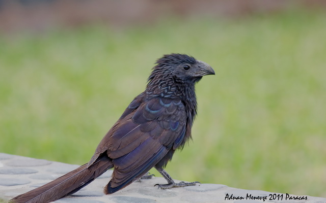 Groove-billed Ani